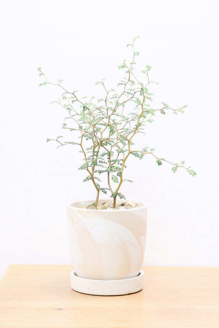 【ソフォラ リトルベイビー】ミニミニのかわいい葉っぱがかわいい!育てやすい観葉植物! 寒さに強い