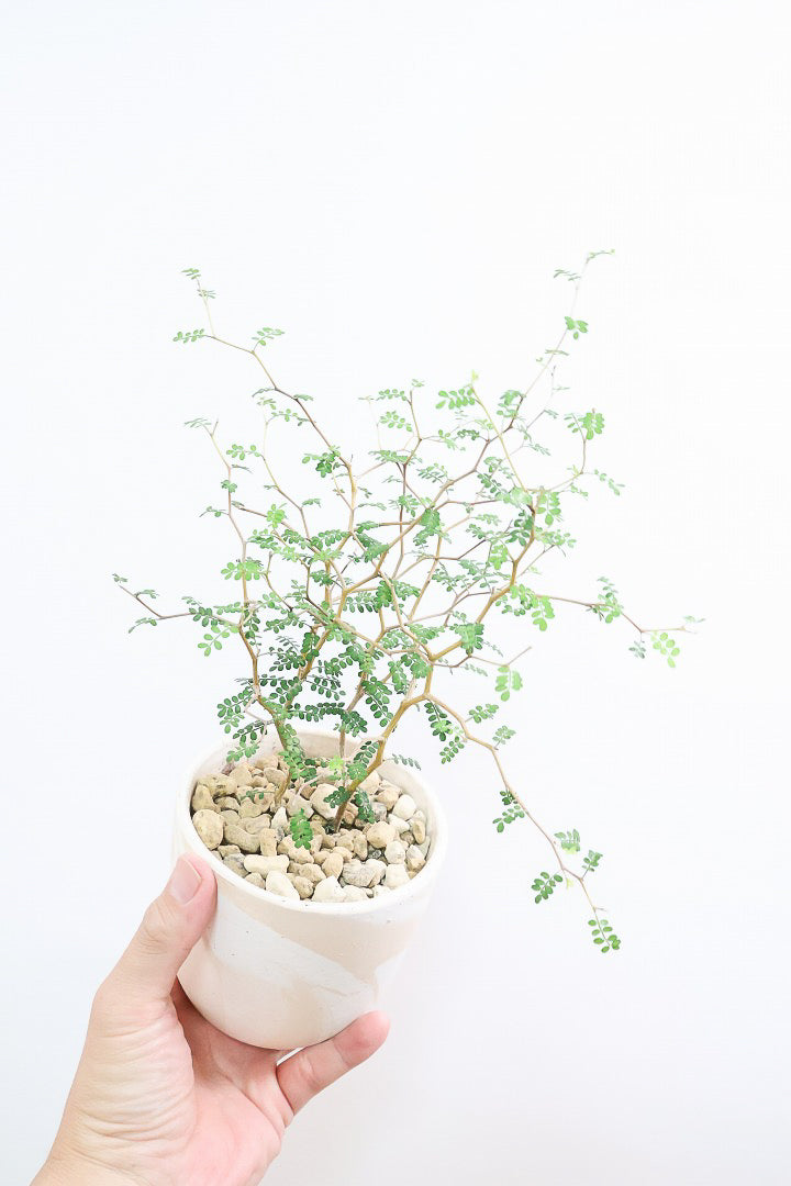 【ソフォラ リトルベイビー】ミニミニのかわいい葉っぱがかわいい!育てやすい観葉植物! 寒さに強い