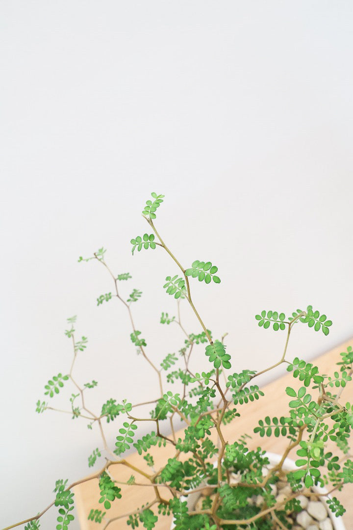 【ソフォラ リトルベイビー】ミニミニのかわいい葉っぱがかわいい!育てやすい観葉植物! 寒さに強い