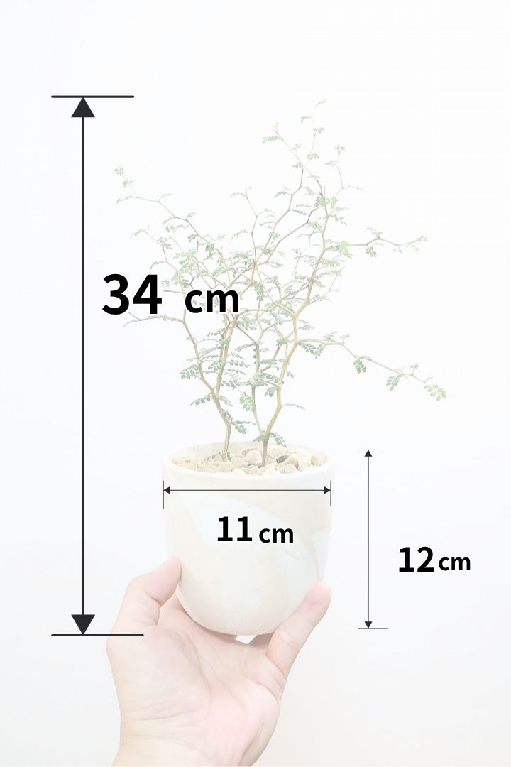 【ソフォラ リトルベイビー】ミニミニのかわいい葉っぱがかわいい!育てやすい観葉植物! 寒さに強い