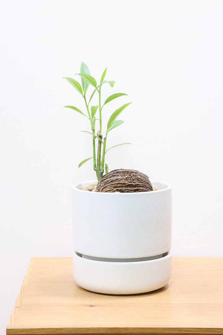 【ケルベラ】ヤシの実を思わせるかわいいフォルム。発芽したてのかわいい葉っぱがたまらなくかわいい♪