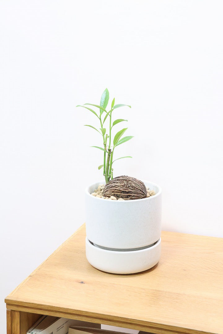 【ケルベラ】ヤシの実を思わせるかわいいフォルム。発芽したてのかわいい葉っぱがたまらなくかわいい♪