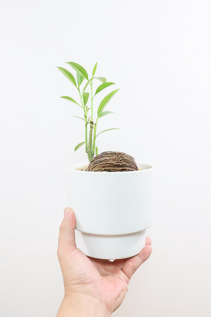 【ケルベラ】ヤシの実を思わせるかわいいフォルム。発芽したてのかわいい葉っぱがたまらなくかわいい♪