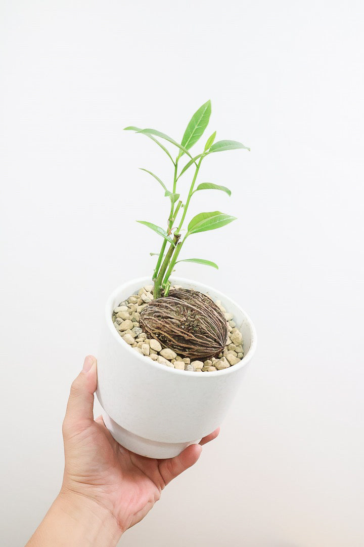 【ケルベラ】ヤシの実を思わせるかわいいフォルム。発芽したてのかわいい葉っぱがたまらなくかわいい♪