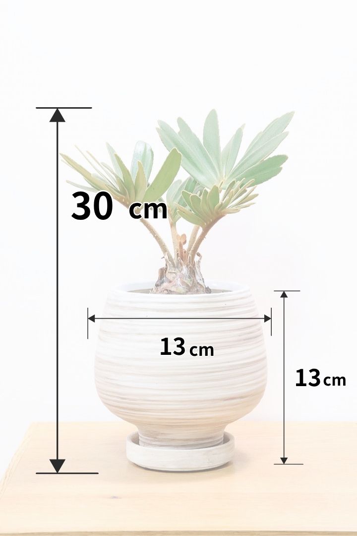 ザミア フルフラケアWIV60279| 観葉植物の通信販売 | APEGO ザミア フルフラケアWIV60279| 観葉植物の通信販売 | APEGO