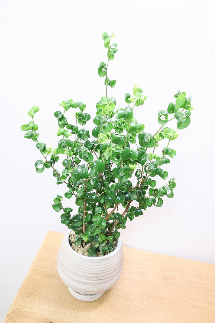 【ベンジャミン バロック】今シーズン初入荷のデザインのPOT。全体のバランスが最高だと思います！
