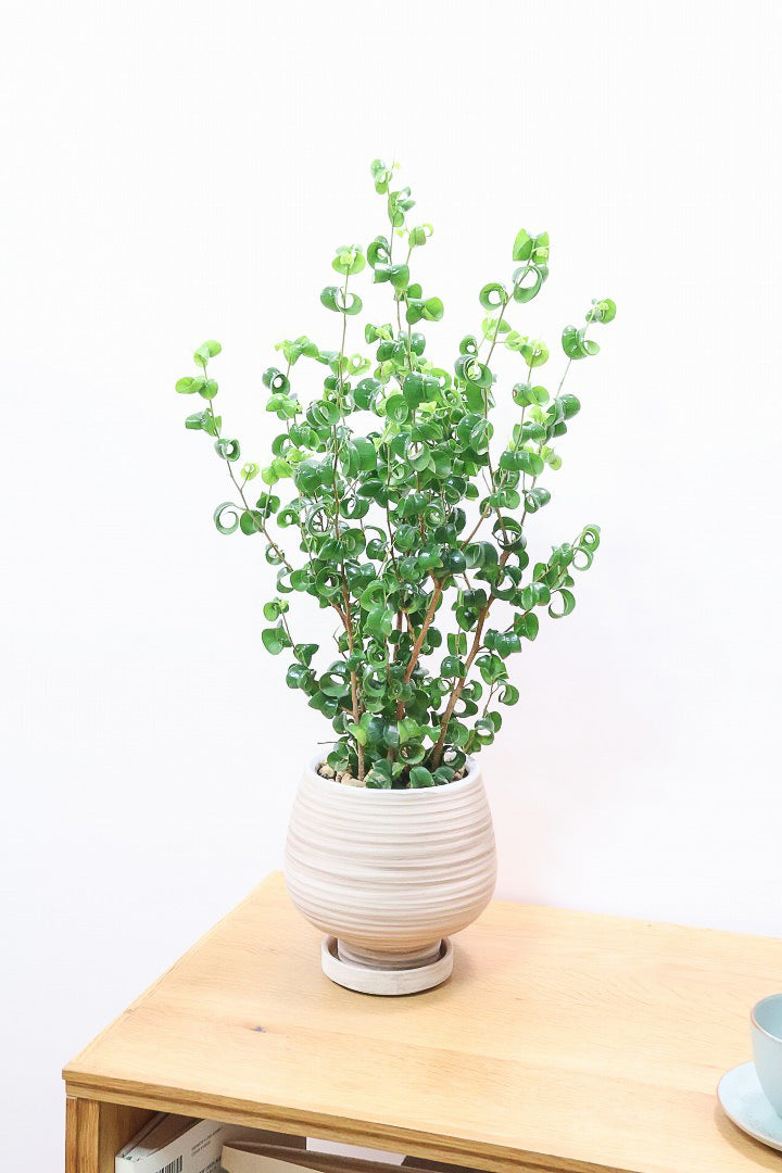 【ベンジャミン バロック】今シーズン初入荷のデザインのPOT。全体のバランスが最高だと思います！