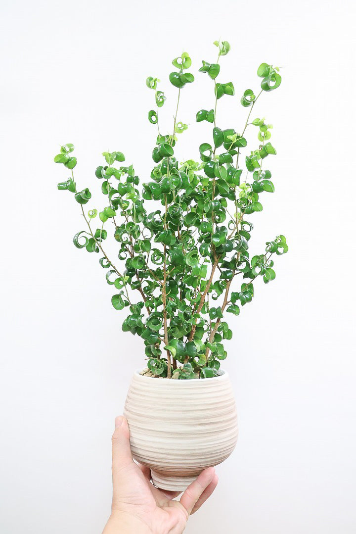 【ベンジャミン バロック】今シーズン初入荷のデザインのPOT。全体のバランスが最高だと思います！
