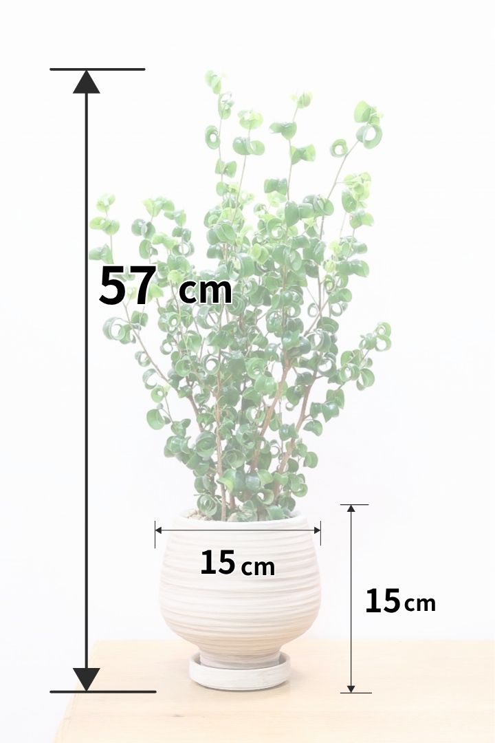 【ベンジャミン バロック】今シーズン初入荷のデザインのPOT。全体のバランスが最高だと思います！