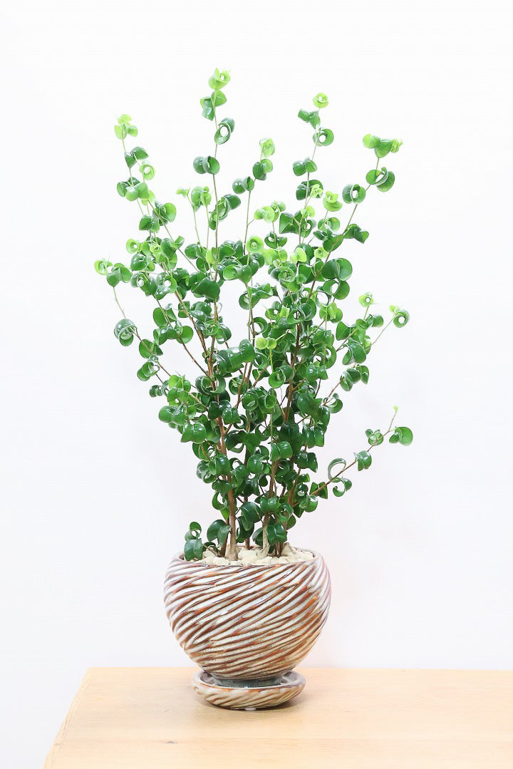 【ベンジャミン バロック】APEGOでも人気のデザインのPOT。このフォルムと植物のフォルムのバランスが最高だと思います！