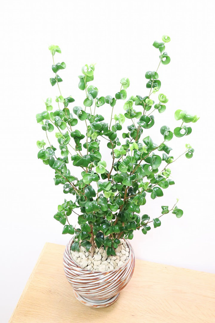 【ベンジャミン バロック】APEGOでも人気のデザインのPOT。このフォルムと植物のフォルムのバランスが最高だと思います！