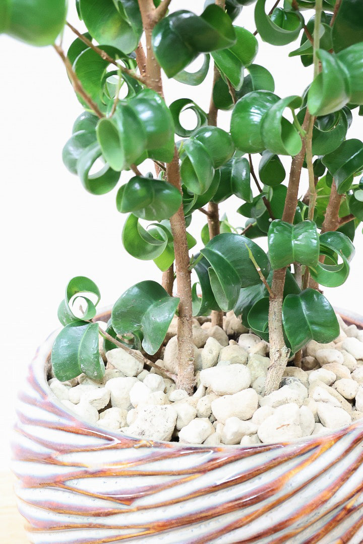 【ベンジャミン バロック】APEGOでも人気のデザインのPOT。このフォルムと植物のフォルムのバランスが最高だと思います！