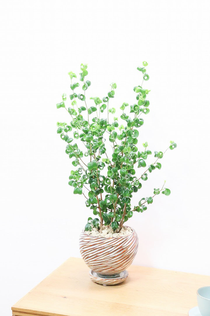 【ベンジャミン バロック】APEGOでも人気のデザインのPOT。このフォルムと植物のフォルムのバランスが最高だと思います！