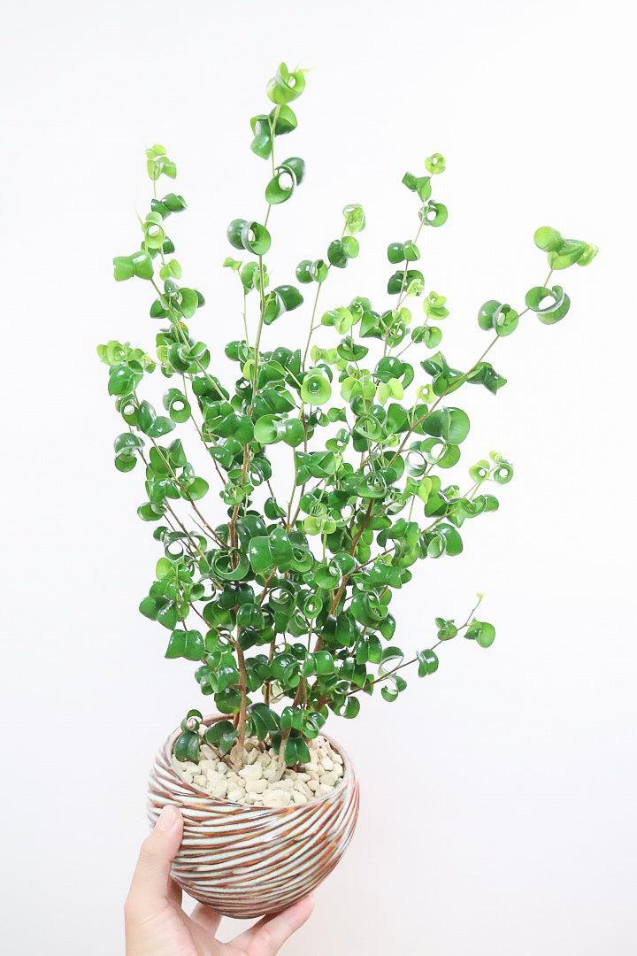 【ベンジャミン バロック】APEGOでも人気のデザインのPOT。このフォルムと植物のフォルムのバランスが最高だと思います！