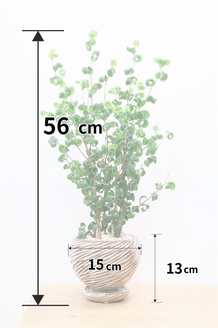 【ベンジャミン バロック】APEGOでも人気のデザインのPOT。このフォルムと植物のフォルムのバランスが最高だと思います！