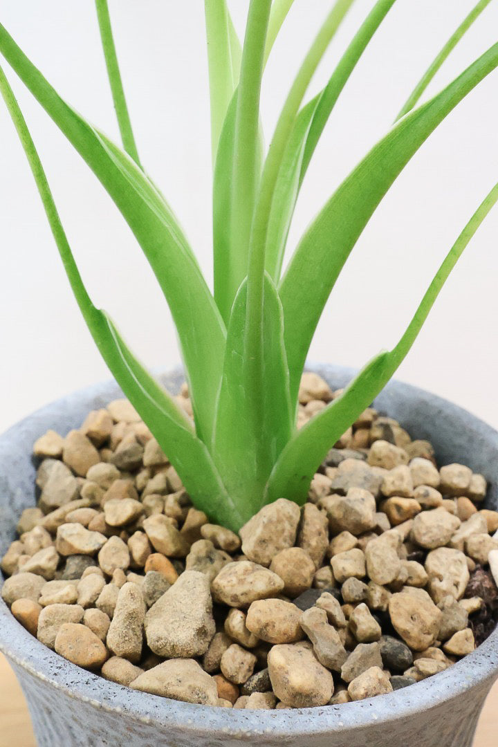 アロカシア アロカシア タイニーダンスサーGL60282観葉植物の通信販売