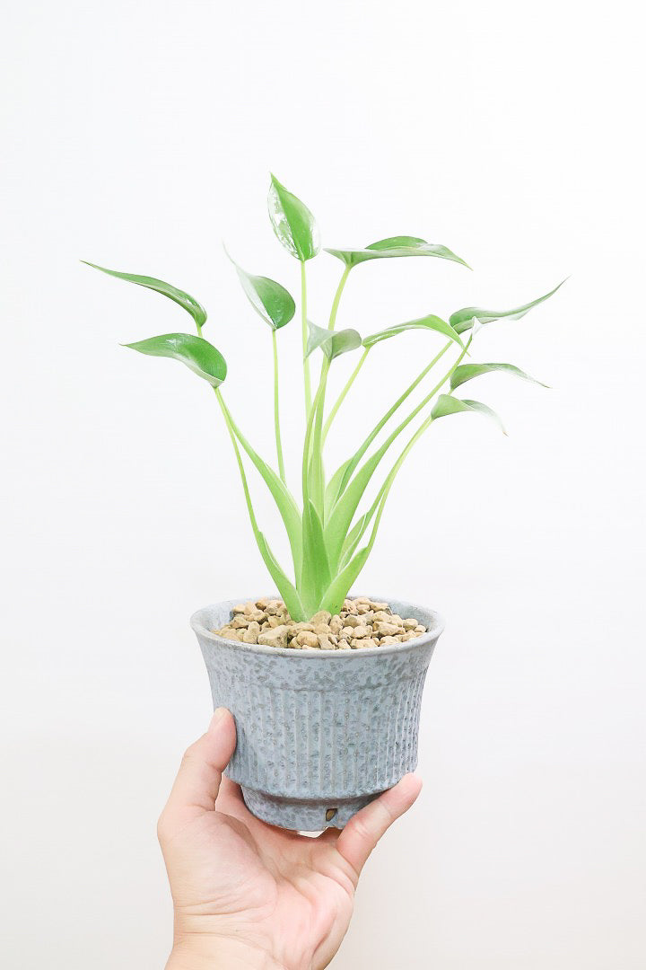 アロカシア タイニーダンスサーGL60282観葉植物の通信販売 | APEGO