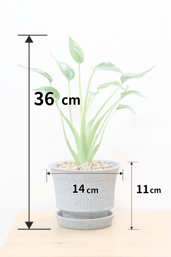 アロカシア アロカシア タイニーダンスサーGL60282観葉植物の通信販売