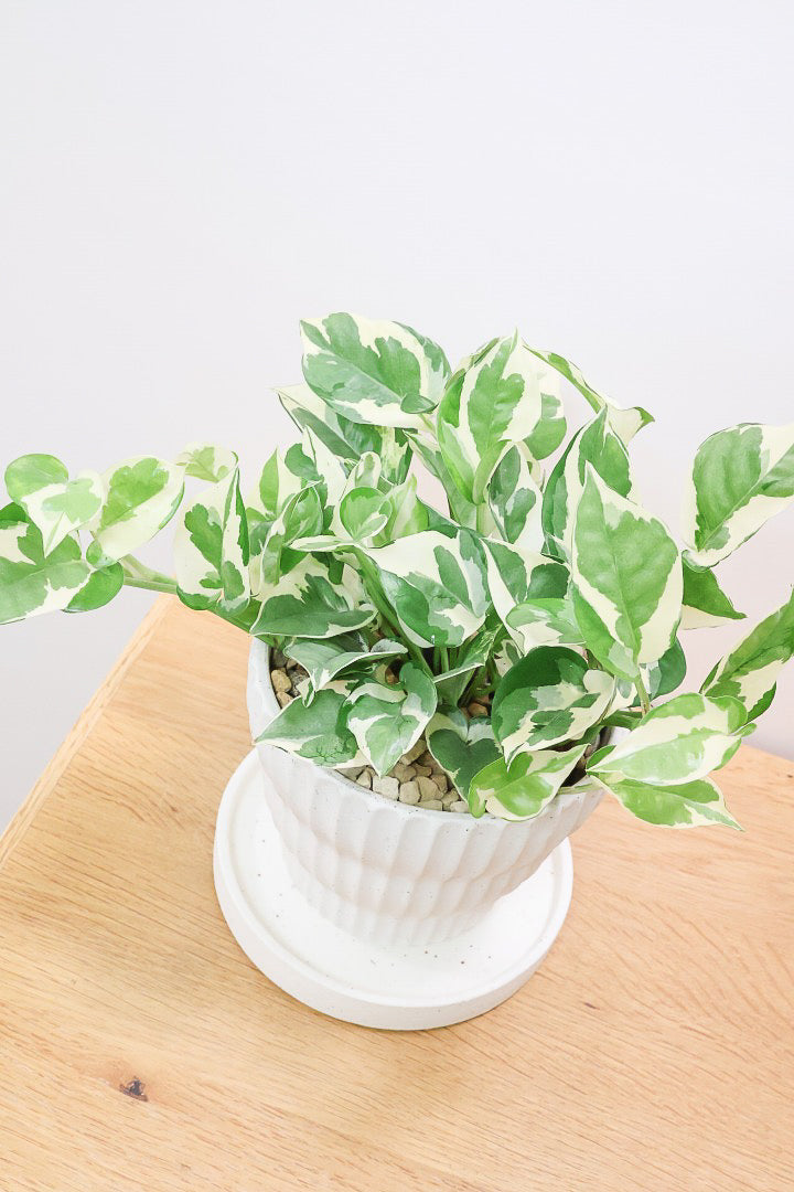 ポトス エンジョイW60283| 観葉植物の通信販売 | APEGO(アペーゴ)