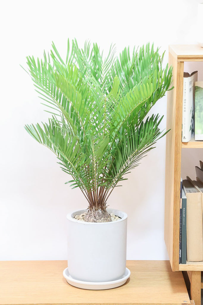 sari　希少　ザミア　フロリダーナ　陶器鉢　植え込み発送 ザミア フロリダーナ Hanayoshi-botanicalオリジナルポット
