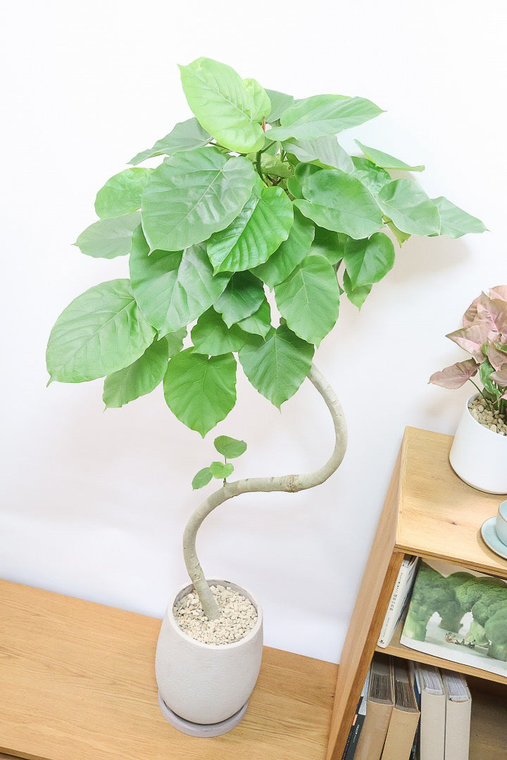 【ウンベラータ】鹿児島の有名な生産者さんが手塩にかけて作りました！最高の樹形です！