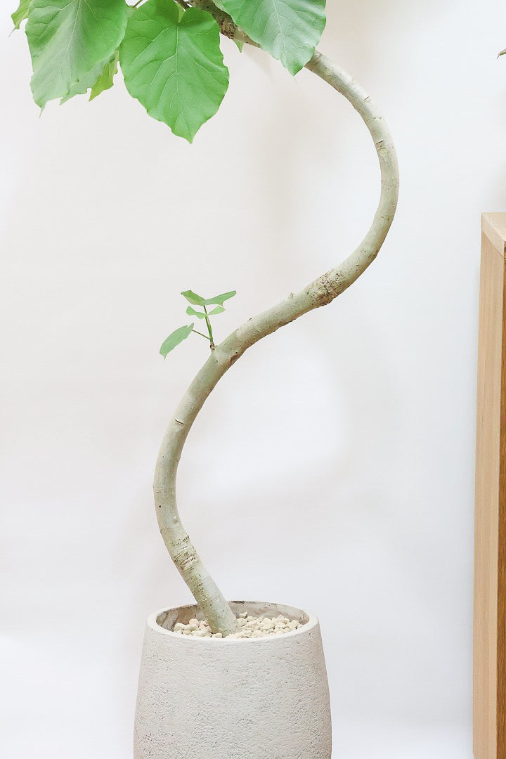 【ウンベラータ】鹿児島の有名な生産者さんが手塩にかけて作りました！最高の樹形です！