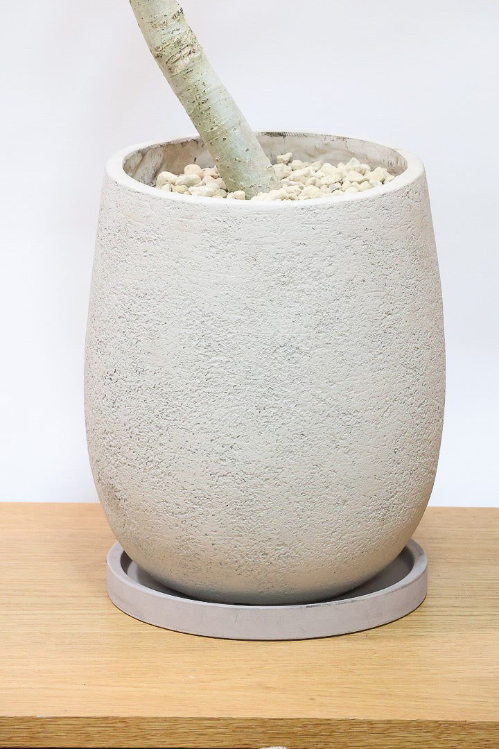 【ウンベラータ】鹿児島の有名な生産者さんが手塩にかけて作りました！最高の樹形です！