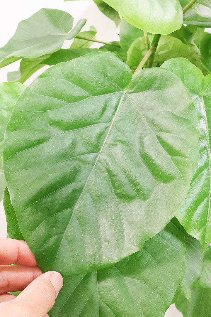 【ウンベラータ】鹿児島の有名な生産者さんが手塩にかけて作りました！最高の樹形です！