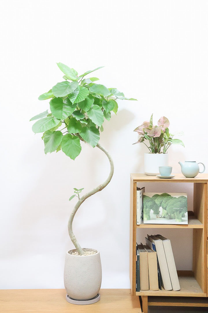 【ウンベラータ】鹿児島の有名な生産者さんが手塩にかけて作りました！最高の樹形です！