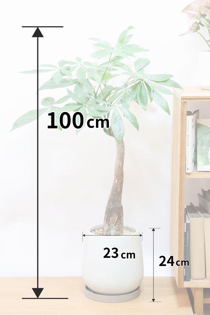 【パキラ】癒されること間違いないナチュラル樹形♪このサイズはあまり入荷しませんのでこの機会にぜひ！