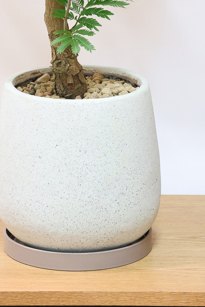 エバーフレッシュ Amazon｜観葉植物 エバーフレッシュ 8号 セラアート鉢｜観葉