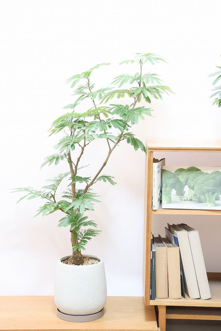 エバーフレッシュ Amazon｜観葉植物 エバーフレッシュ 8号 セラアート鉢｜観葉