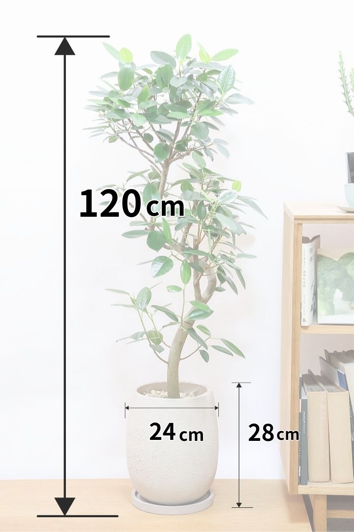 【フランスゴム】ボリュームのあるタイプ！沖縄の温暖な環境ですくすくと生長しました！