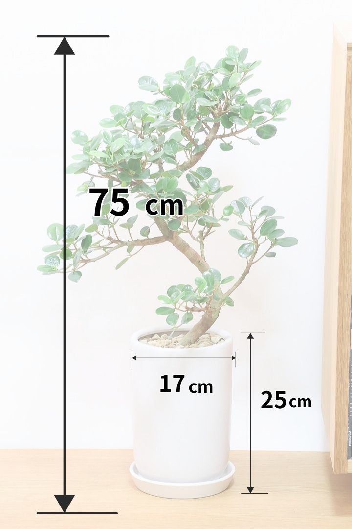 【パンダガジュマル】ナチュラルにカーブした素晴らしい樹形！この樹形は一期一会です！ガジュマルの中でも更に極小のかわいい葉♪