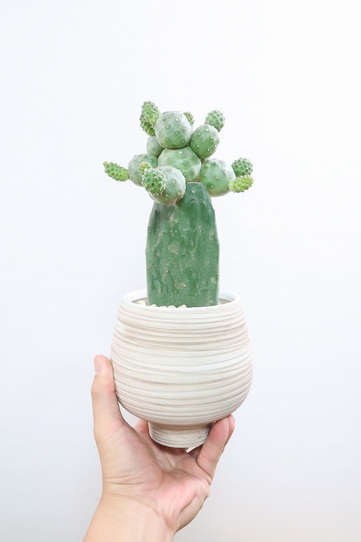 【テフロカクタス ゲオメトリクス】モコモコタイプの大人気品種のサボテン！しかも接ぎ木タイプなので育てやすく安心して育てられますよ！