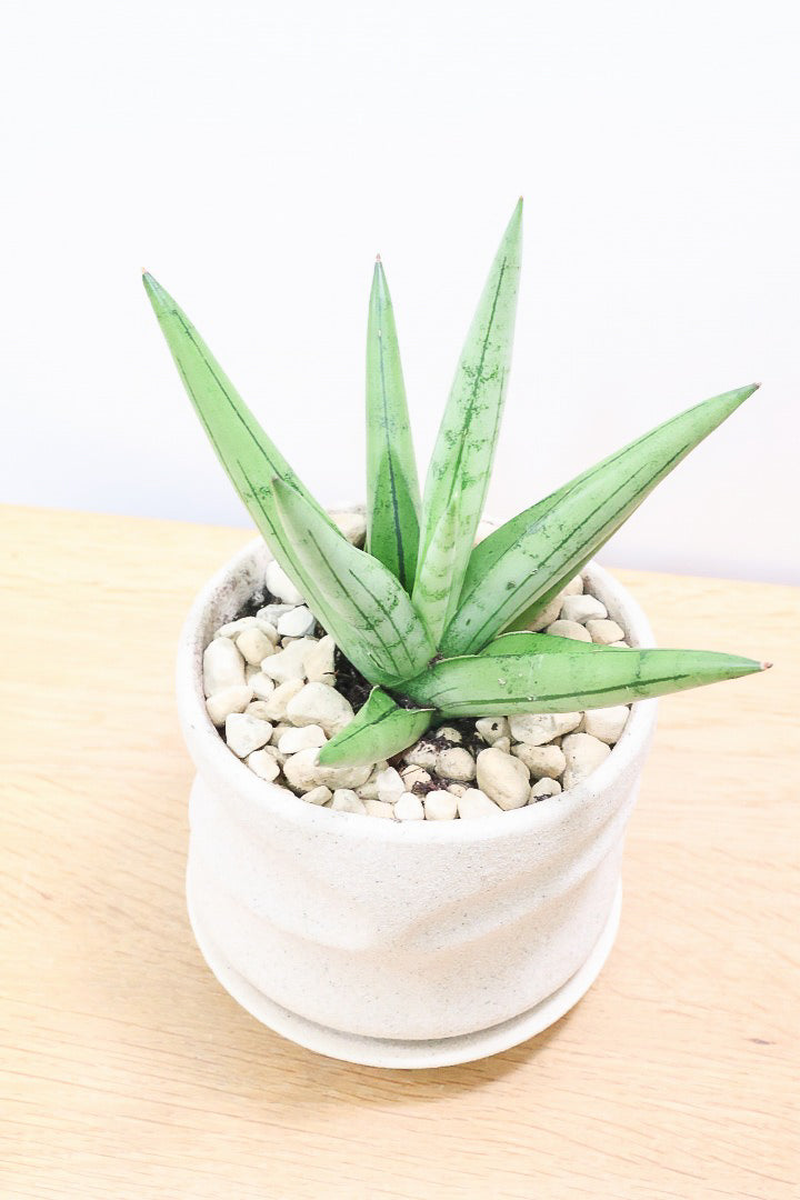 サンスベリア シルバークラウンPIV60303| 観葉植物の通信販売