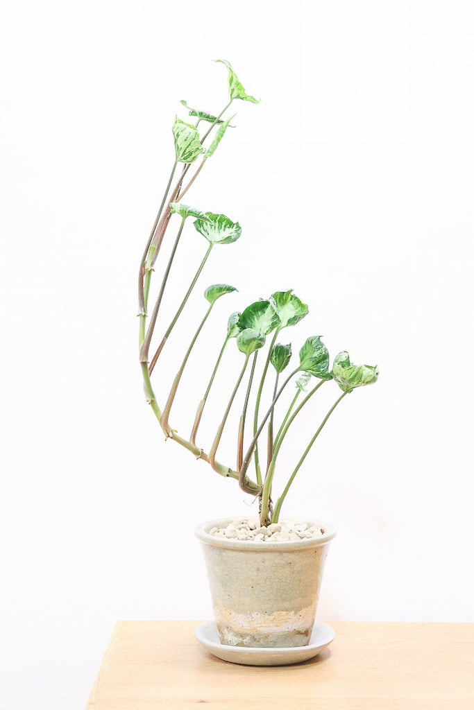 シンゴニウム シュリンクハートCGL60308| 観葉植物の通信販売