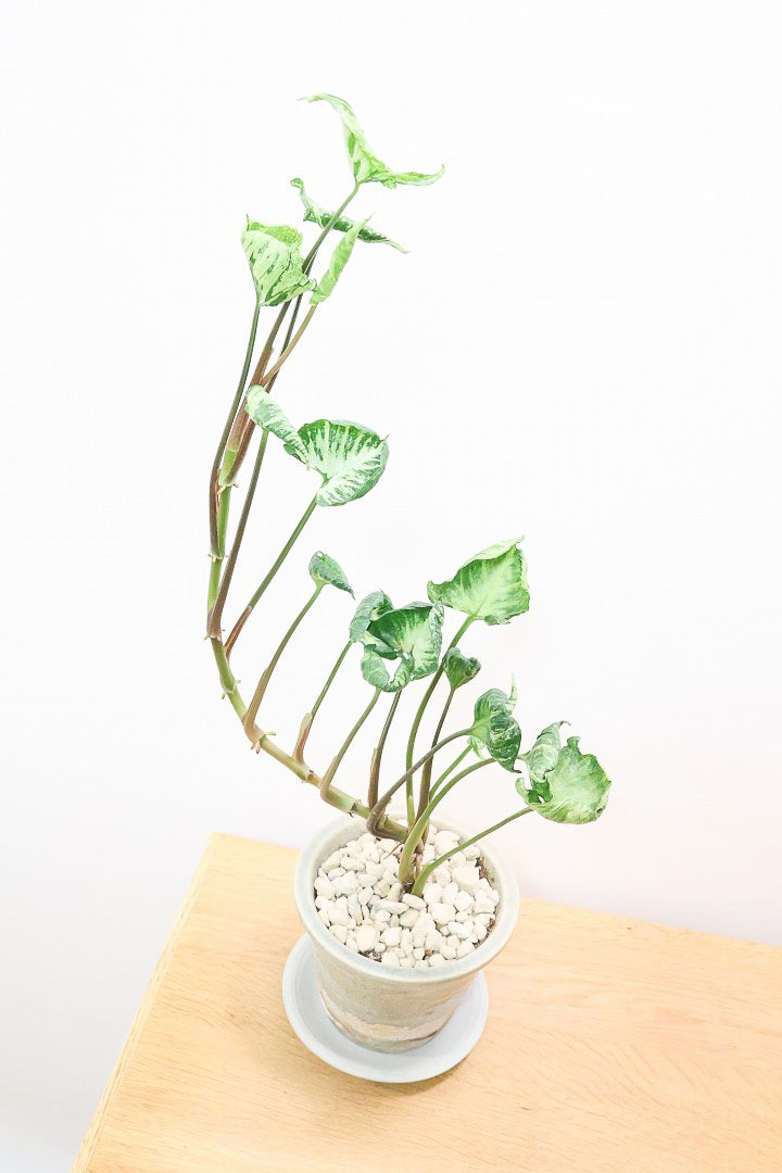 シンゴニウム シュリンクハートCGL60308| 観葉植物の通信販売