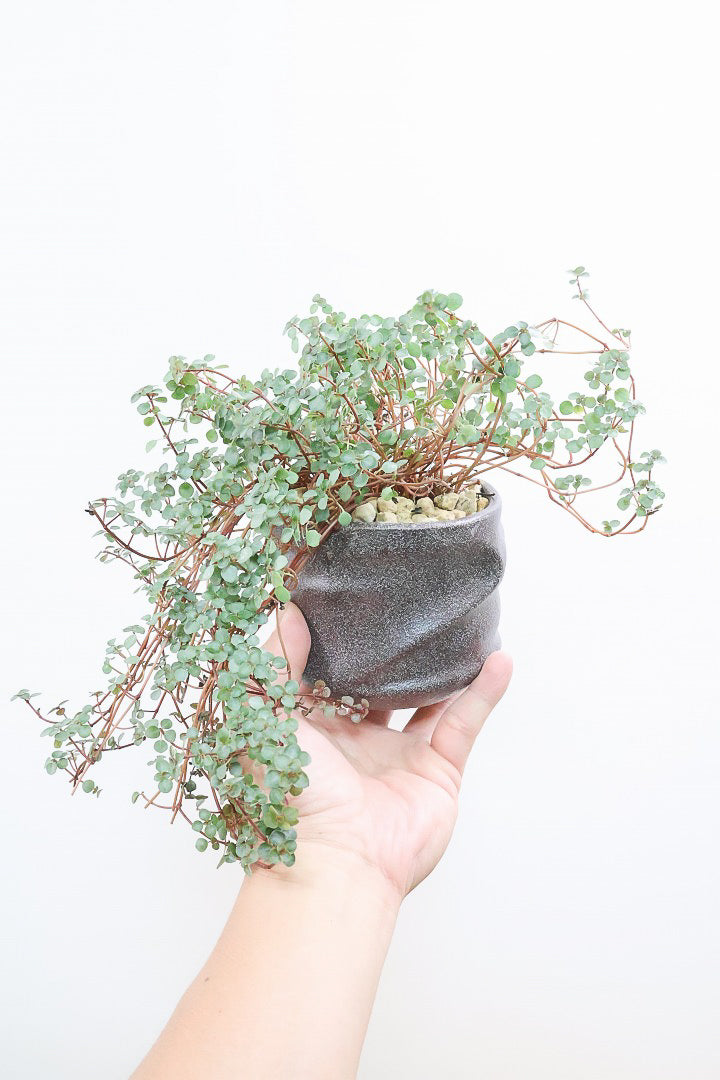 【ピレア グラウカ】シックな葉色!かわいい小さな葉っぱが特徴の人気の観葉植物です!!