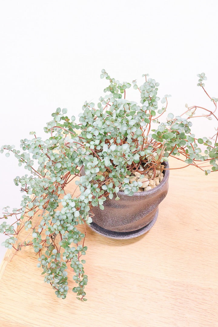 【ピレア グラウカ】シックな葉色!かわいい小さな葉っぱが特徴の人気の観葉植物です!!