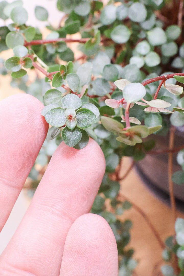 【ピレア グラウカ】シックな葉色!かわいい小さな葉っぱが特徴の人気の観葉植物です!!