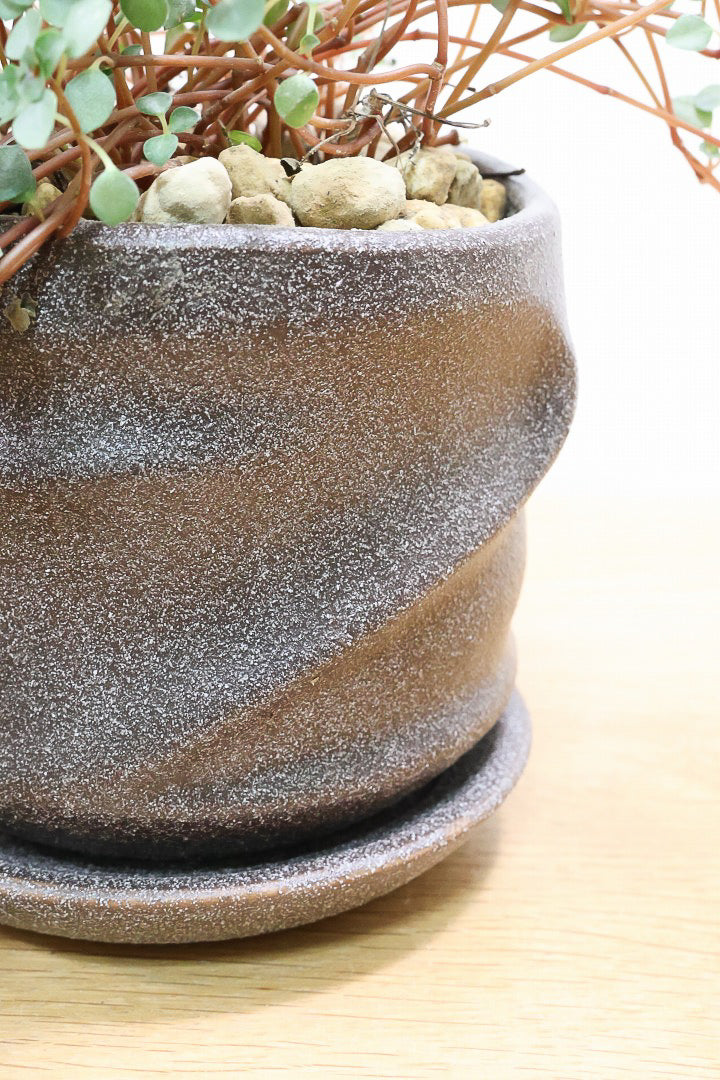 【ピレア グラウカ】シックな葉色!かわいい小さな葉っぱが特徴の人気の観葉植物です!!
