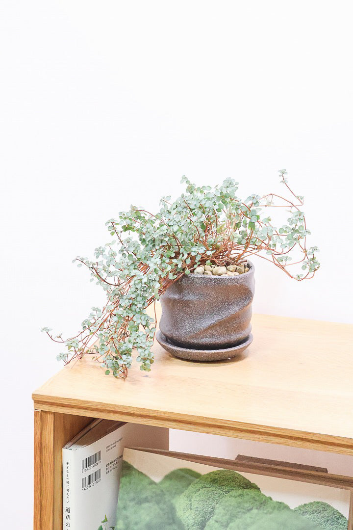 【ピレア グラウカ】シックな葉色!かわいい小さな葉っぱが特徴の人気の観葉植物です!!