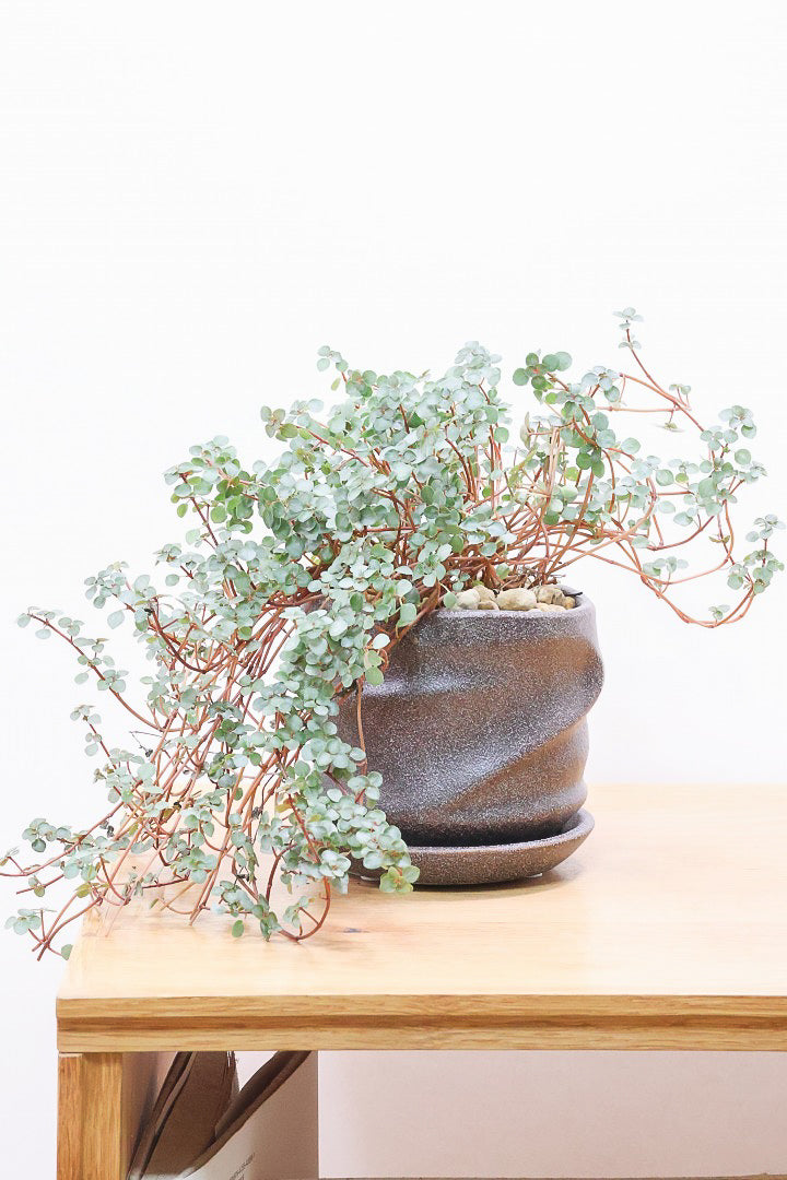 【ピレア グラウカ】シックな葉色!かわいい小さな葉っぱが特徴の人気の観葉植物です!!