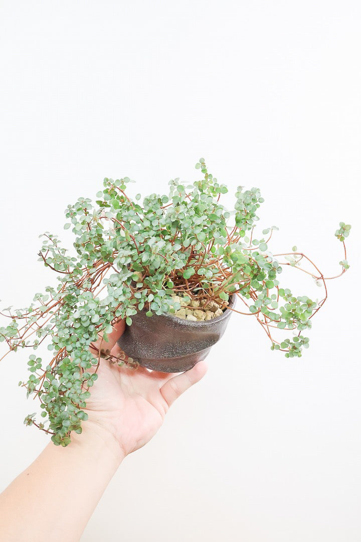 【ピレア グラウカ】シックな葉色!かわいい小さな葉っぱが特徴の人気の観葉植物です!!