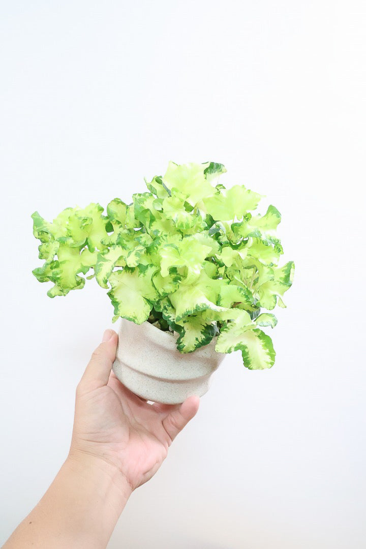【アイビー ムーンライト】APEGOでも人気のデザインPOT！フリフリの可愛い葉♪暑さ寒さにとても強く丈夫な観葉植物です！