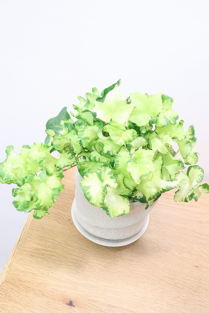 【アイビー ムーンライト】APEGOでも人気のデザインPOT！フリフリの可愛い葉♪暑さ寒さにとても強く丈夫な観葉植物です！