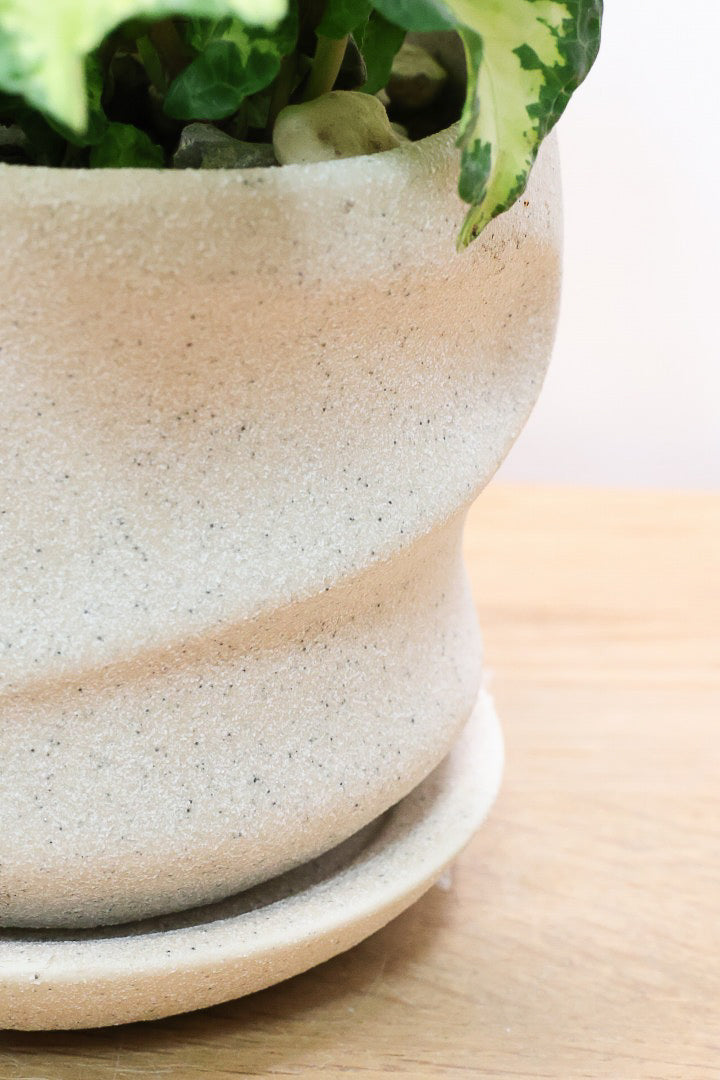 【アイビー ムーンライト】APEGOでも人気のデザインPOT！フリフリの可愛い葉♪暑さ寒さにとても強く丈夫な観葉植物です！