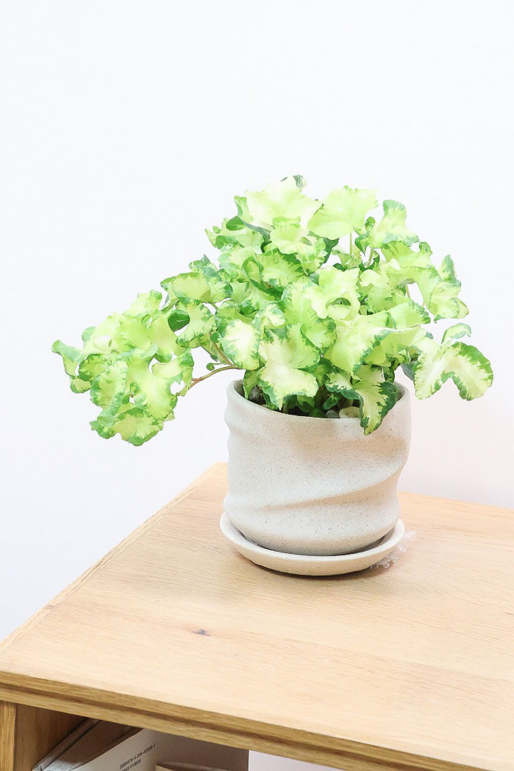 【アイビー ムーンライト】APEGOでも人気のデザインPOT！フリフリの可愛い葉♪暑さ寒さにとても強く丈夫な観葉植物です！