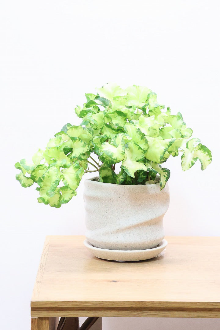 【アイビー ムーンライト】APEGOでも人気のデザインPOT！フリフリの可愛い葉♪暑さ寒さにとても強く丈夫な観葉植物です！